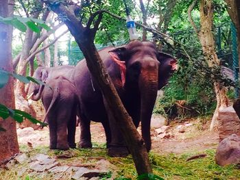 Elephant in forest