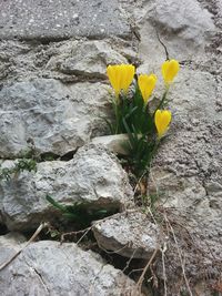 Close-up of yellow flowers