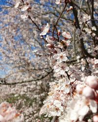 Close-up of cherry blossom