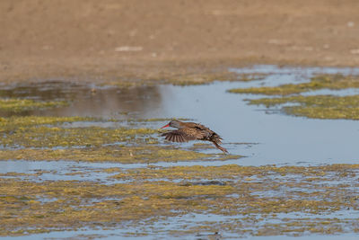 View of bird flying over lake