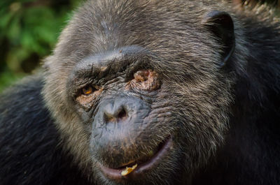 Close-up portrait of monkey