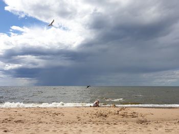 Birds flying over beach