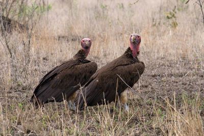 Birds on field