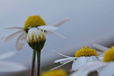 Close-up of yellow flowering plant against sky