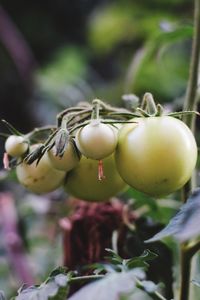 Close-up of fruits hanging on tree