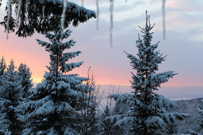 Snow covered pine trees against sky during winter