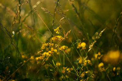 Close-up of yellow flowering plants on field