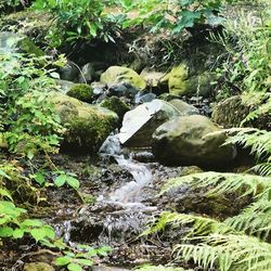 Stream flowing through rocks in forest