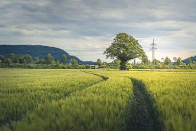 Scenic view of agricultural field against sky