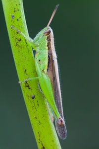 Close-up of insect on leaf