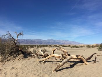 Dead tree at desert against sky