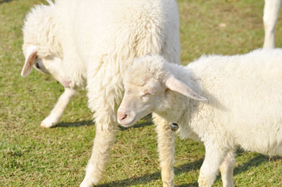 Close-up of sheep grazing on field