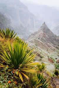 Plants growing on land