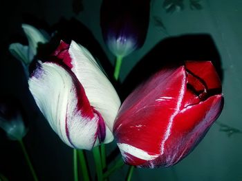 Close-up of red flowers