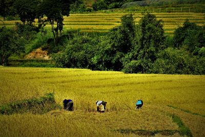 Scenic view of agricultural field