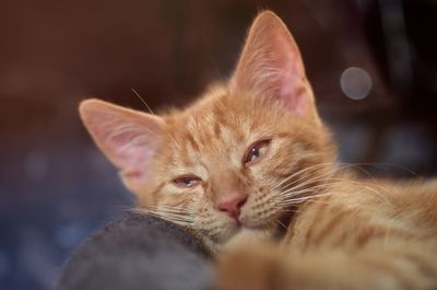 Close-up of a cat