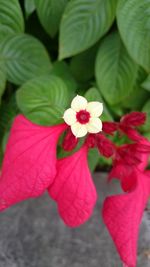 Close-up of pink flowers