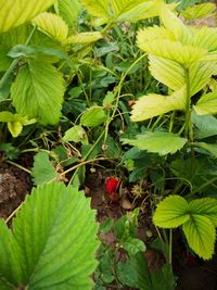 High angle view of insect on plant