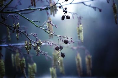 Close-up of alder tree catkins 