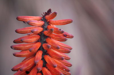 Close-up of red flower