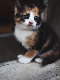 Close-up portrait of a cat