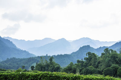 Scenic view of forest and mountains against sky