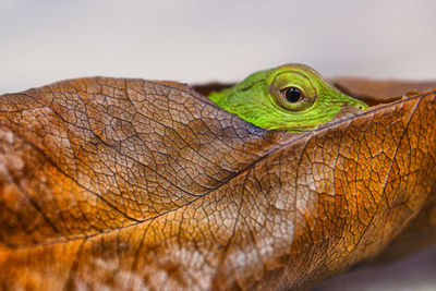 Close-up of lizard