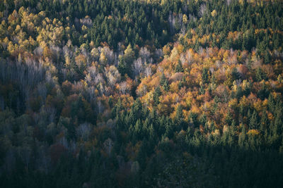 Scenic view of trees in autumn