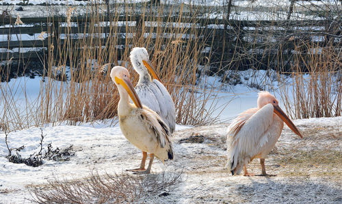 Pelicans perching on snow field