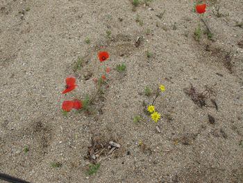 Close-up high angle view of ground