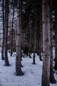 Trees in forest during winter