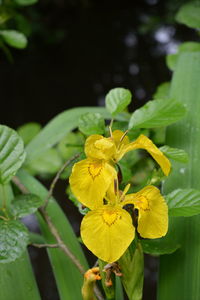 Close-up of yellow flowers blooming outdoors