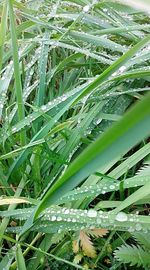 Close-up of grass growing on field