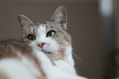Close-up portrait of cat at home