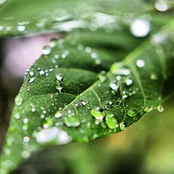 Close-up of water drops on leaf