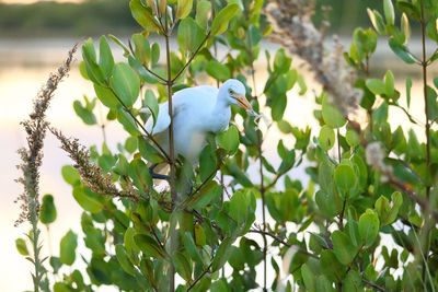 Bird perching on a tree