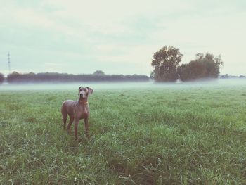 Dog on field against sky