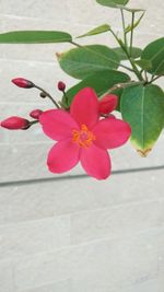 Close-up of pink flowers blooming outdoors