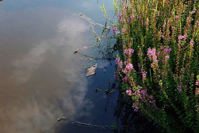 Close-up of fresh pink flowers in lake against sky