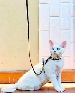 Portrait of white dog sitting outdoors