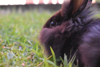 Close-up of a cat on field