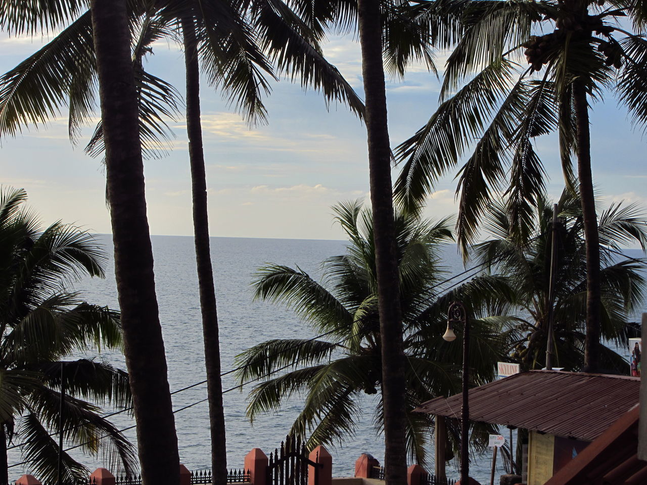 PALM TREES BY SWIMMING POOL AGAINST SEA