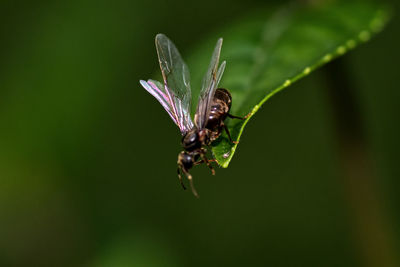 Close-up of insect on flower