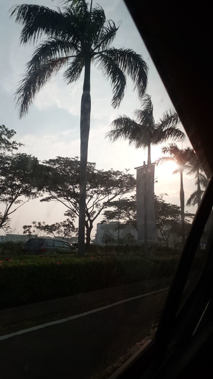 SILHOUETTE OF PALM TREES IN CITY