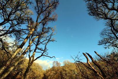 Low angle view of trees against clear sky