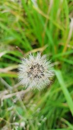 Close-up of dandelion on field