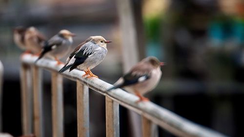 Close-up of bird perching on branch