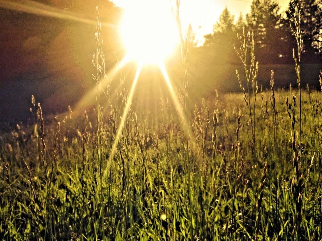 sun, grass, tranquility, growth, sunbeam, sunlight, tranquil scene, beauty in nature, nature, field, plant, lens flare, scenics, sunset, landscape, sky, tree, idyllic, grassy, outdoors