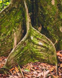 Close-up of moss growing on tree trunk