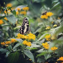 Close-up of butterfly on flower